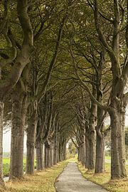 Laan 2 by Anneke Hooijer