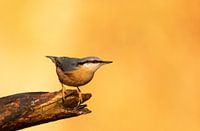 Nuthatch