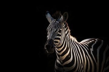 Nahaufnahme eines Zebras kreativ bearbeitet von Wolfgang Unger