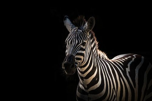 Close-up van een zebra creatief bewerkt