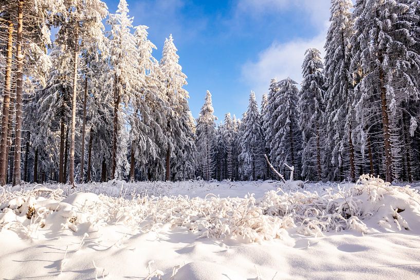 Tour de ski de fond par un temps impérial dans la forêt enneigée de Thuringe près de Floh-Seligenthal - Thuringe - Allemagne par Oliver Hlavaty