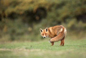 Red fox in nature