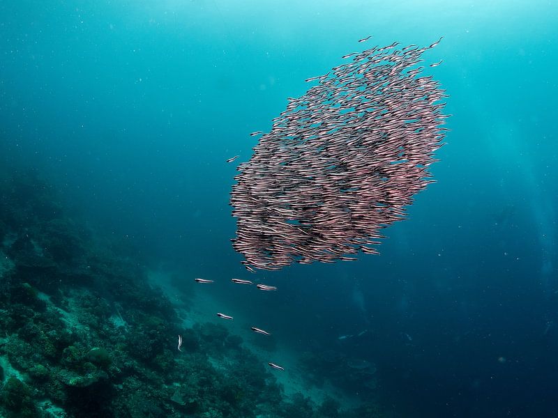 Silure rayé (Plotosus lineatus) par Ilan Ben Tov