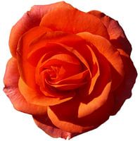 oranje roos 