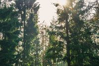 Zonnestralen door de bomen
