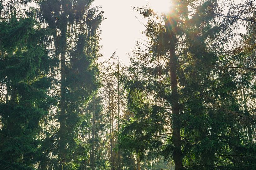 Zonnestralen door de bomen by Loes Huijnen