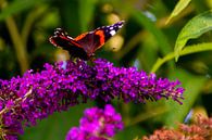 Atalanta (vlinder) op vlinderstruik van FotoGraaG Hanneke thumbnail