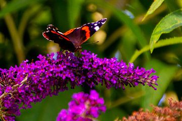 Atalante (papillon) sur un buisson à papillons