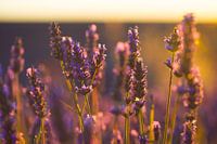 Lavande Valensole 5