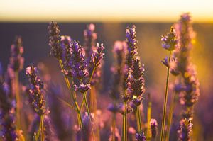 Lavender Valensole 5 by Vincent Xeridat