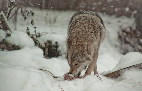 Een wolf knabbelt prachtig aan het vlees, een wolvenhouding, die voorzichtig om zich heen kijkt. Een