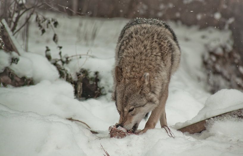 Ein Wolf knabbert wunderschön Fleisch, eine Wolfspose, der sich vorsichtig umdreht. Ein Wolf im Schn von Michael Semenov
