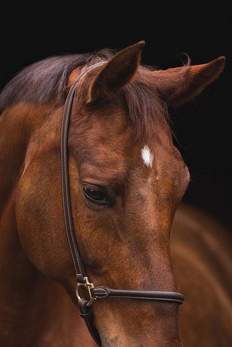 Equine Fine-Art Felicia van Estelle Roelofs