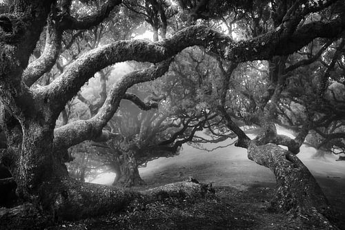 Mysterieuze bomen