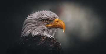 American bald eagle by Maurice Cobben