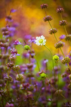 summer flowers by Daniela Beyer