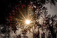 Flared sun