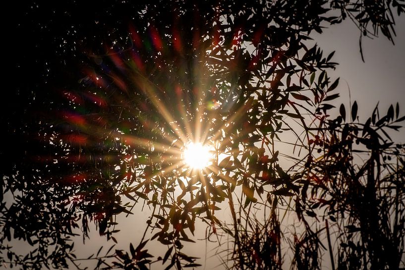 Flared sun van Gonnie van Roij