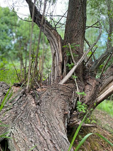 New life from an old tree