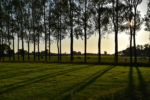 A row of trees with a windmill