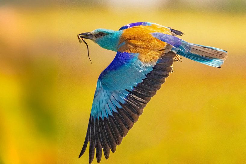 The Roller, Coracias garrulus by Gert Hilbink