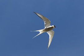 Arctic Tern by Maarten Noort