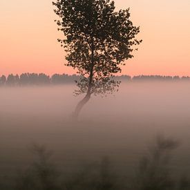 Der kleine Baum im Nebel von Mirac Karacam
