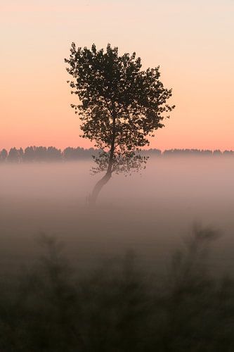 Le petit arbre dans le brouillard