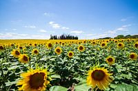 Sonnenblumen in Frankreich