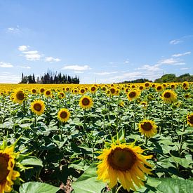 Sonnenblumen in Frankreich von Jacky van Schaijk