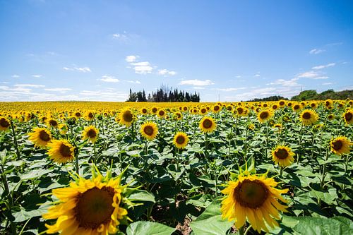 Zonnebloemen in Frankrijk