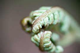 Farne mit krausen Blättern, Nahaufnahme, abstrakt von Edith Wijte