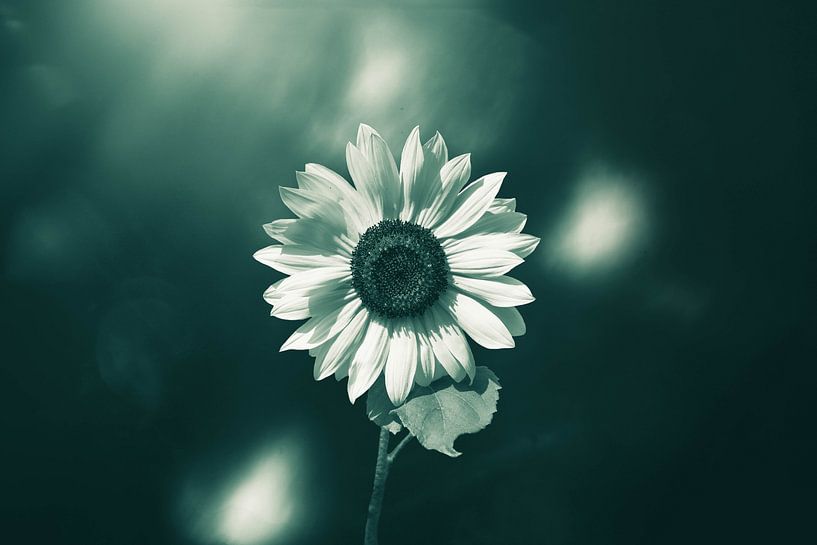 Sonnenblume mit ein bisschen mehr Fantasie von Ribbi