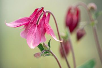 Akelei bloemknop in roze van Mel van Schayk