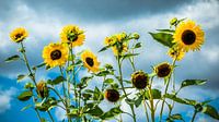Sonnenblumen von Holger Debek Miniaturansicht