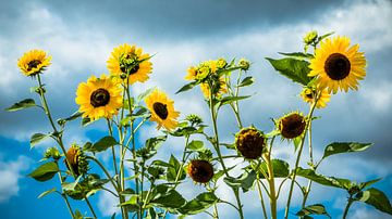 Sonnenblumen van Holger Debek