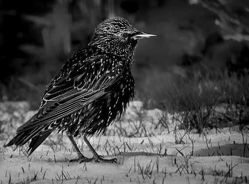 De spreeuw (zwart wit)