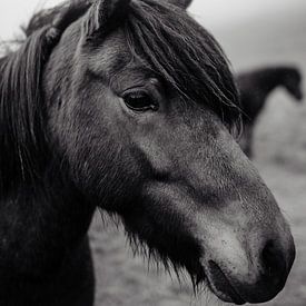 Paard van Myrthe Vlasveld