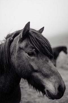 Pferd von Myrthe Vlasveld