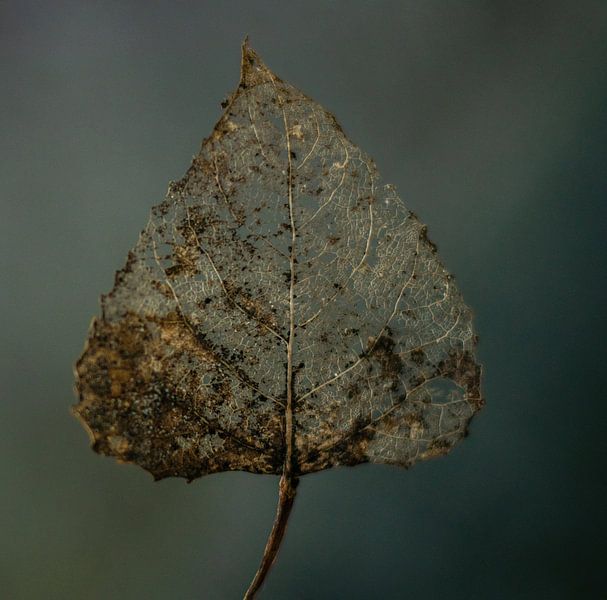 La nature des feuilles par Mirjam Bouma