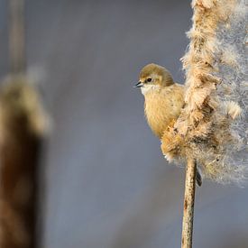 Juveniel Buidelmees in de Lisdodde van Andre Gerbens