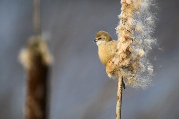 Mésange penduline juvénile dans le Lisdodde sur Andre Gerbens