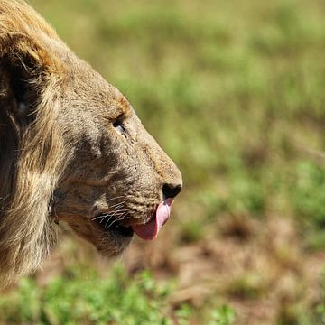 Tête de Lion sur Ralph van Leuveren