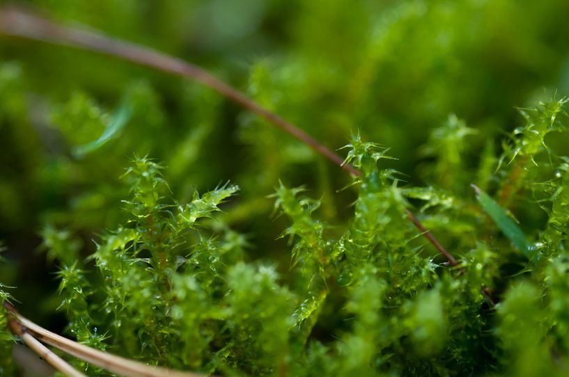 Forest soil by Anita van Hengel