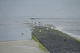 Seagulls on a groyne by Philipp Klassen