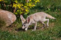 Schattige verlaten vos Fenech (Exupery roman, kleine prins) op het groene gras. Een prachtig dier me van Michael Semenov thumbnail