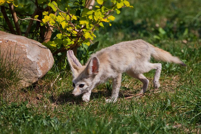 Schattige verlaten vos Fenech (Exupery roman, kleine prins) op het groene gras. Een prachtig dier me van Michael Semenov