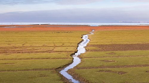Les vasières près d'Uithuizen : un chenal sinueux qui traverse un paysage de marais salants dorés. sur Marga Vroom