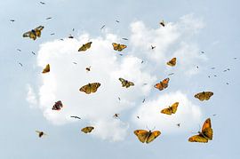 Envolez-vous - un monde vous attend sur Hannie Kassenaar