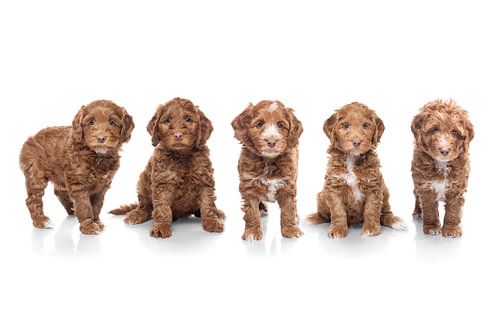 Litter of labradoodle puppies